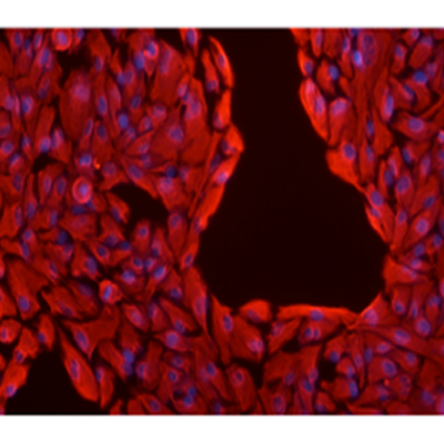 小鼠細胞免疫熒光染色